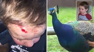 2YearOld Gets Horrifically Attacked By Peacock Inside Public Park [upl. by Eimoan]