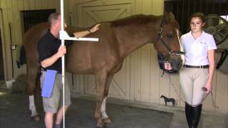 Measuring Your Horse or Pony [upl. by Westbrooke]