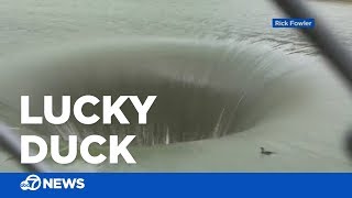 Duck survives plunge down ‘Glory Hole’ spillway [upl. by Cummine]