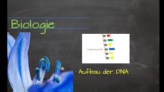 Aufbau der DNA [upl. by Breskin769]