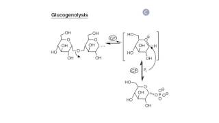 Carbohydrate Biosynthesis I Glycogen Synthesis [upl. by Nadirehs]