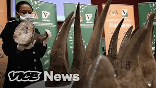 Inside the Global Underground Wildlife Trafficking Market [upl. by Yerfej]