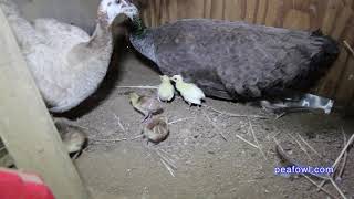 Peahen Clucking Sounds Peacock Minute peafowlcom [upl. by Ardie555]