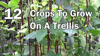 Vertical Gardening  12 Vegetables That Can Be Grown On A Trellis [upl. by Beckerman]