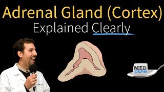 Adrenal Gland Adrenal Cortex Explained Clearly [upl. by Oiram]