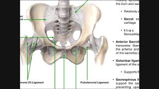 How to release the diaphragm properly [upl. by Hanzelin]