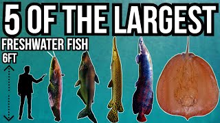 5 of The Largest Freshwater Fish In The World [upl. by Imhsar]