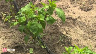 Bacterial Disease on Peppers [upl. by Zoe]