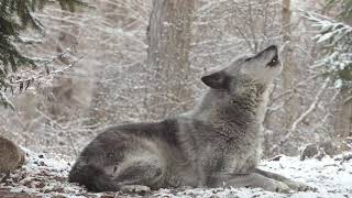 Wolfs Sweet Voice Inspires 50 Wolves to Howl [upl. by Nagol]