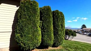 Pruning Large Arborvitaes [upl. by Estell717]