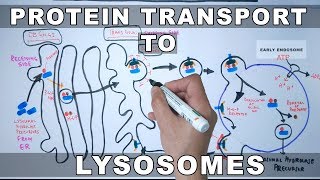 Lysosomal Protein Targeting [upl. by Amati]