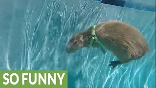 Capybara swims in pool dives underwater [upl. by Lynden]