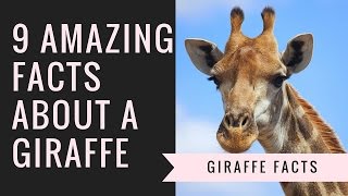 Giraffe Facts  Interesting Facts About Giraffes [upl. by Eachelle]