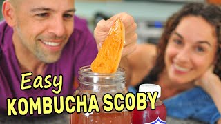 Making a Kombucha Scoby from Scratch SPOILER Its super easy [upl. by Astri]