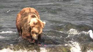 Grizzly Bear Catches Fish in MidAir [upl. by Durham416]