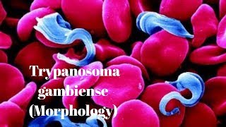 Trypanosoma gambiense  morphology [upl. by Moskow]