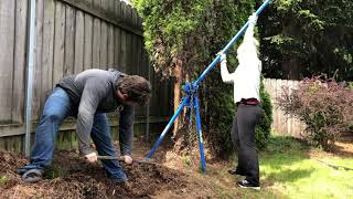 Arborvitae Removal  NW Quik Pull [upl. by Sokairyk]