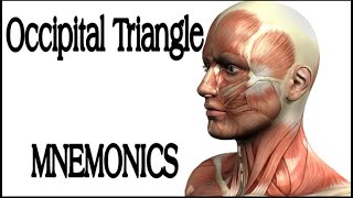 Occipital Triangle Contents MNEMONICS  Memorize in 2 minutes [upl. by Adnoel989]