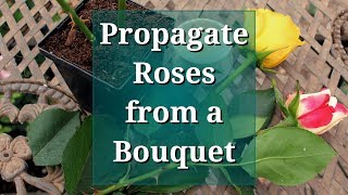 Propagate Roses from a Bouquet [upl. by Riella]