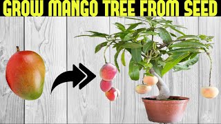 How To Grow a Mango Tree From Seed  SEED TO HARVEST [upl. by Anneirb592]