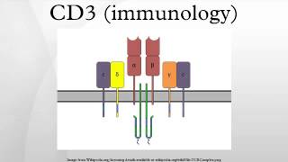 CD3 immunology [upl. by Einhoj]