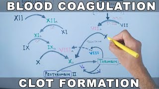 Coagulation Cascade  Intrinsic and Extrinsic Pathway [upl. by Ahserb]