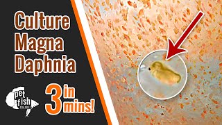 How to culture DAPHNIA MAGNA  The easy way [upl. by Darren216]