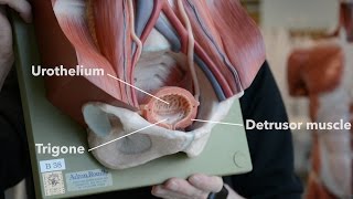 Bladder Anatomy [upl. by Ayekahs314]