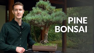 Pine Bonsai trees Pinus [upl. by Turnbull127]