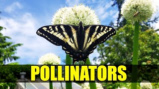 The Importance Of Pollinators  Garden Quickie Episode 82 [upl. by Yhtak]