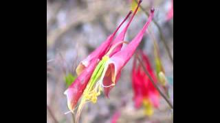 Plant portrait  Columbine Aquilegia canadensis [upl. by Liscomb]