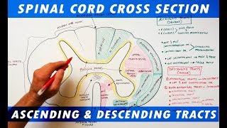 Ascending amp Descending Tracts  Spinal Cord cross section Neuroanatomy [upl. by Lenna]