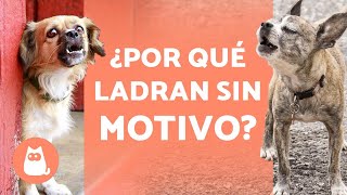 ¿Por qué los PERROS LADRAN a la NADA 🐶🗯️❗ Soluciones [upl. by Curren625]