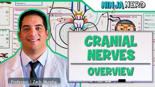 Neurology  Cranial Nerves Overview [upl. by Kathi]