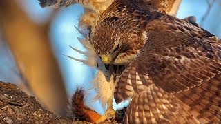 Red Tailed Hawk Catches Squirrel and Eats It [upl. by Simonne241]