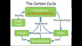 Carbon amp Nitrogen Cycles GCSE Combined Science Biology [upl. by Damha]