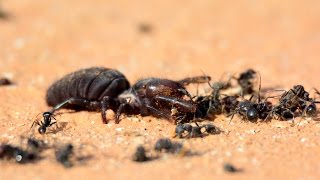 Camel spider vs ants [upl. by Bounds]