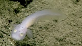 Ghostly fish seen alive for first time ever [upl. by Grearson483]