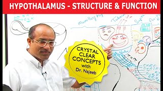 Hypothalamus  Structure and Function  Neuroanatomy [upl. by Gerdi495]