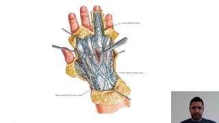 DORSO DA MÃO  Anatomia Teórica [upl. by Ferdinande692]