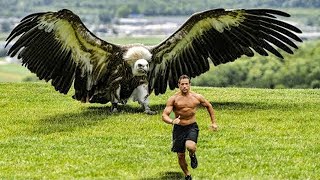 The Worlds Largest Eagle Caught on Tape [upl. by Oniluap]