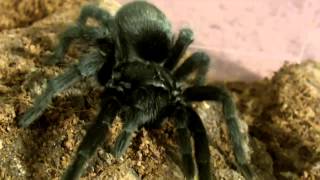 My List of Great Tarantulas for Beginners [upl. by Ahsema]