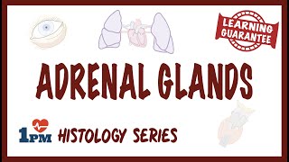 Adrenal Gland Histology [upl. by James718]