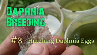 Daphnia Culture made simple and easy 3  Hatching Daphnia eggs [upl. by Ylrrad]