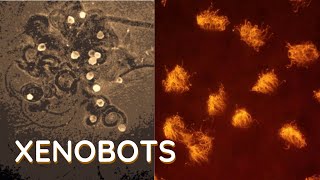 Xenobots “Living Machines” Made from Frog Skin Cells [upl. by Hilton977]