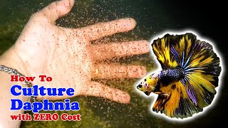 How to Culture Daphnia with ZERO Cost  Unlimited Live Food For Our Fish [upl. by Rehpotirhc]