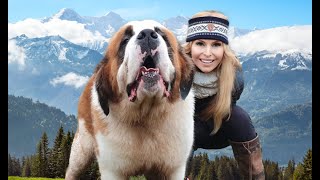 THE SAINT BERNARD DOG  GIANT ALPINE RESCUER [upl. by Salome798]