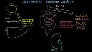 Métabolisme phosphocalcique  Docteur Synapse [upl. by Tenneb]