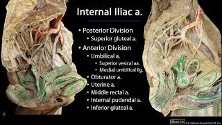 Pelvic Vasculature M1 Perineum SDV [upl. by Oryaj]