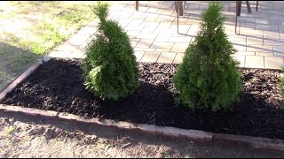 How To plant An Arborvitae Tree [upl. by Yntruoc]